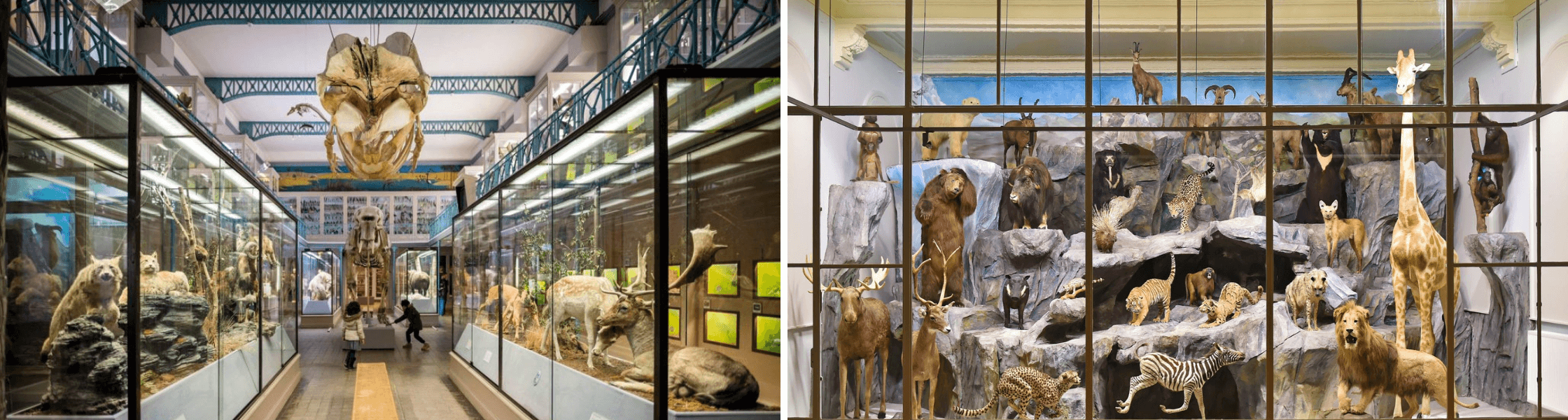 Des photos du Musée d'Histoire Naturelle de Lille